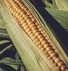 農業(yè)咨詢服務